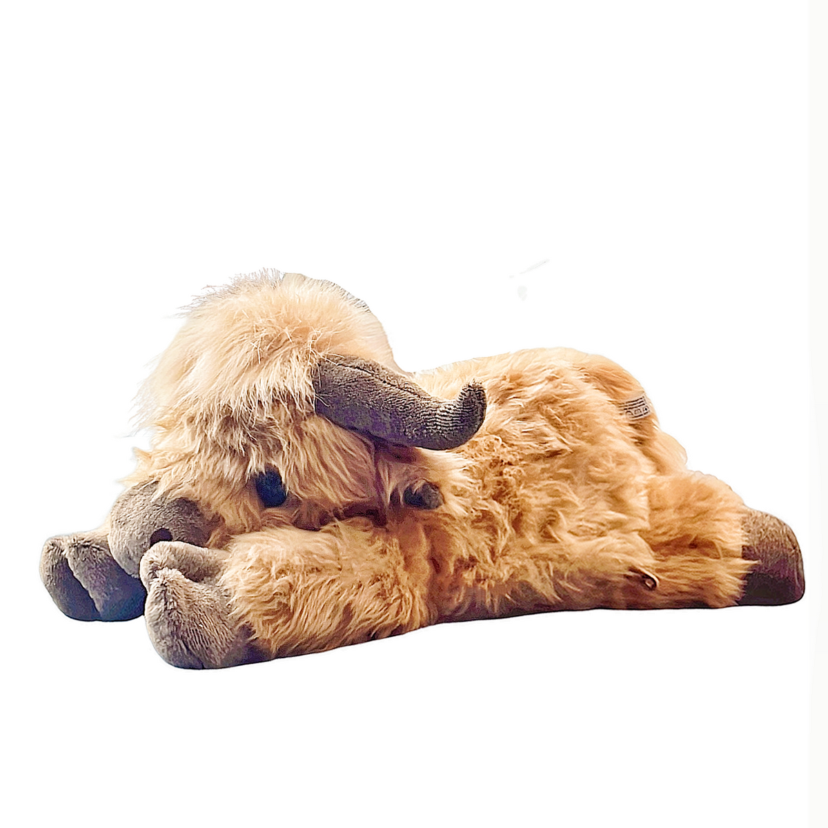 Angus the Highland Cow front view
