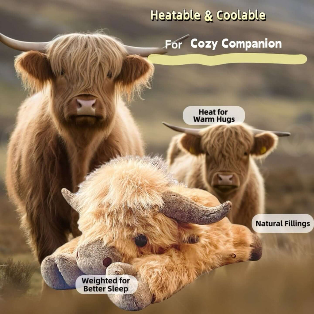 Angus the Highland Cow side view